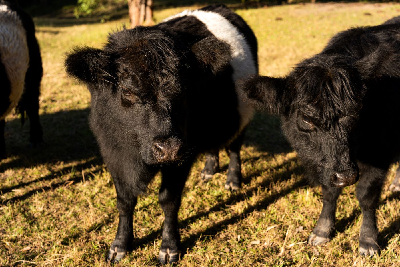 Bangalow Farm