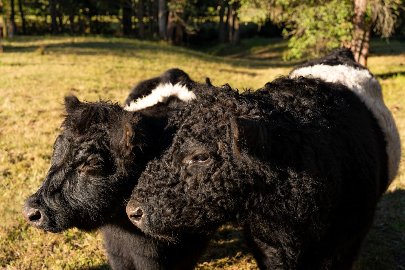 Bangalow Farm